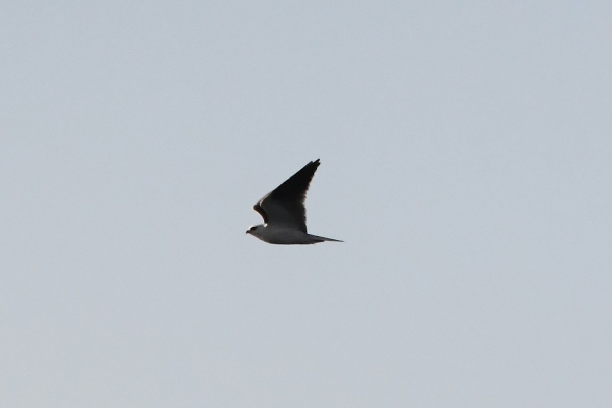Black-shouldered Kite - ML619917011