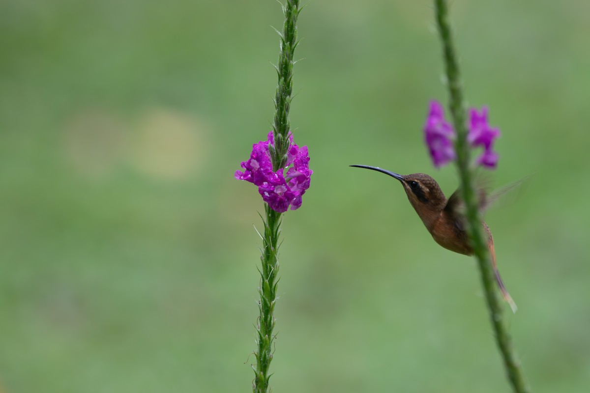 kolibřík proužkohrdlý - ML619917012