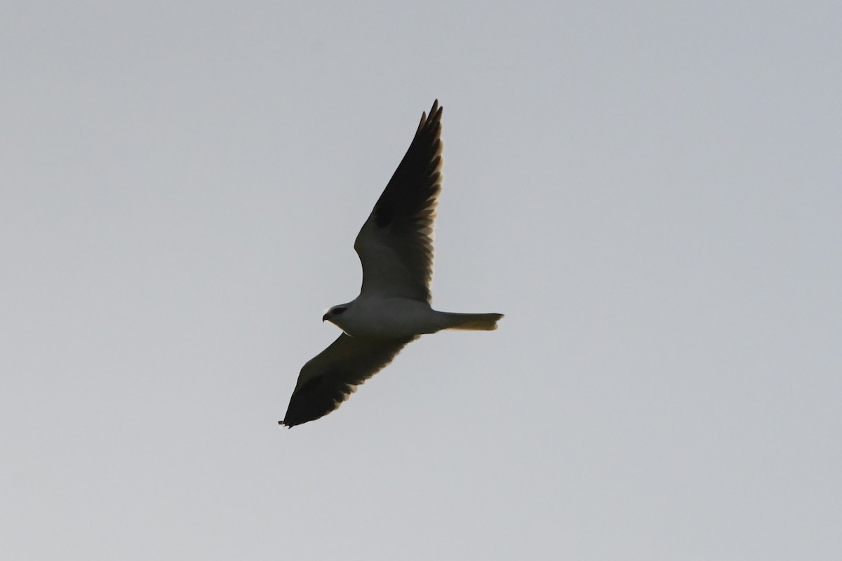 Black-shouldered Kite - ML619917019