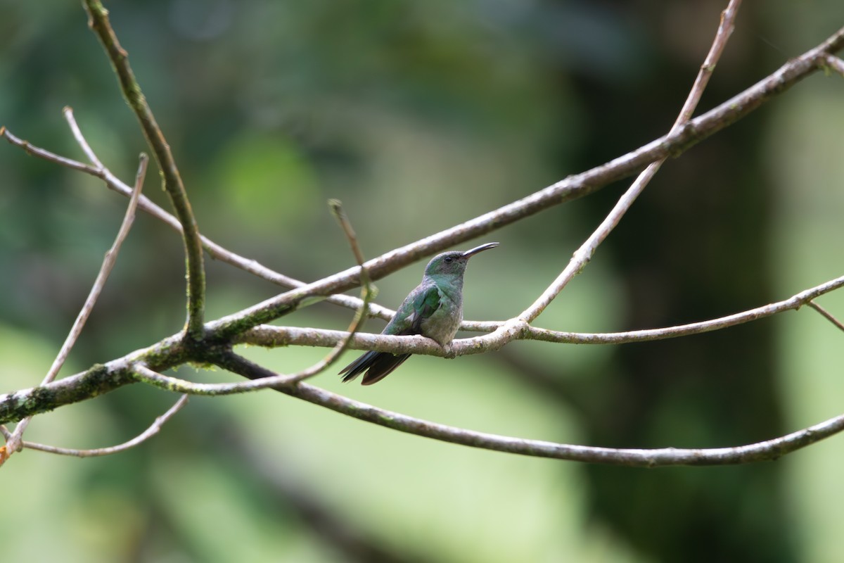 Scaly-breasted Hummingbird - ML619917020