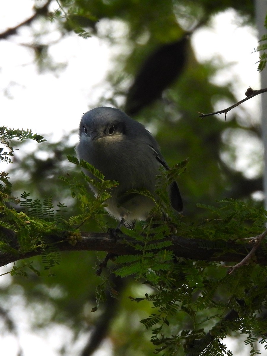 Masked Gnatcatcher - ML619917022