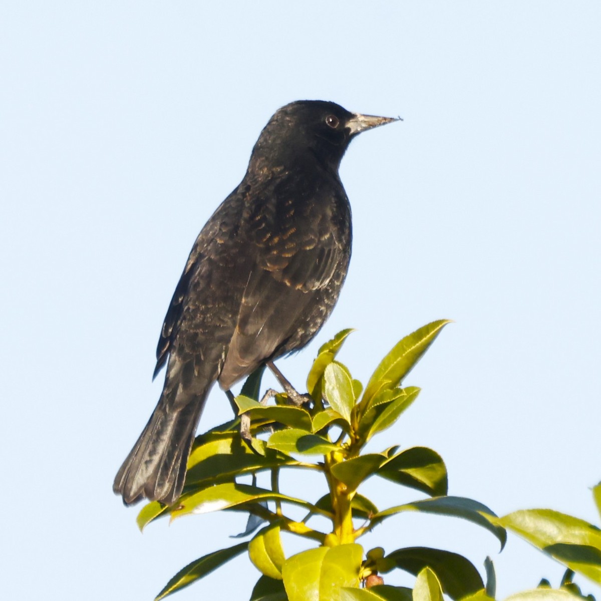 Austral Blackbird - John Mills