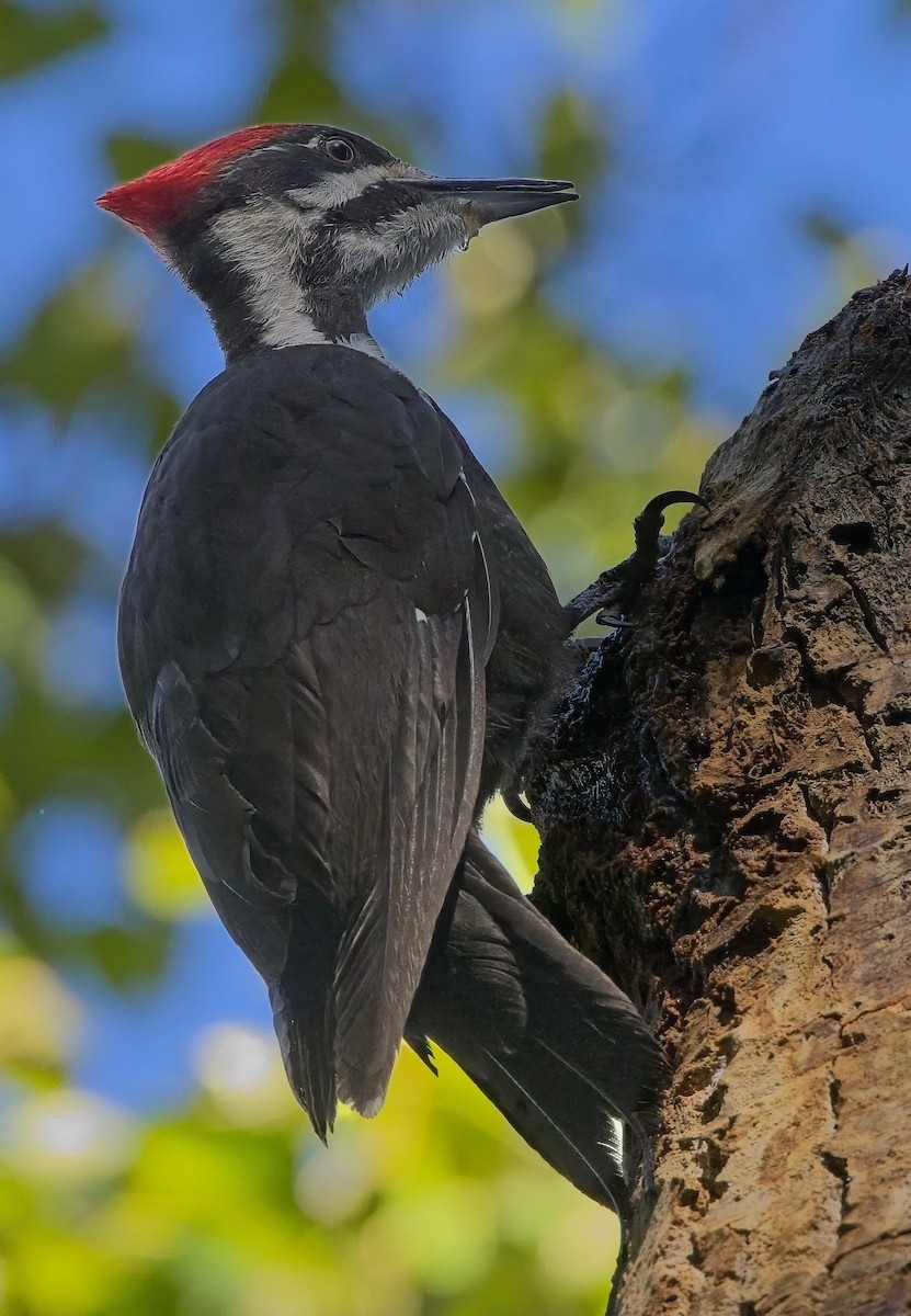 Pileated Woodpecker - ML619917029