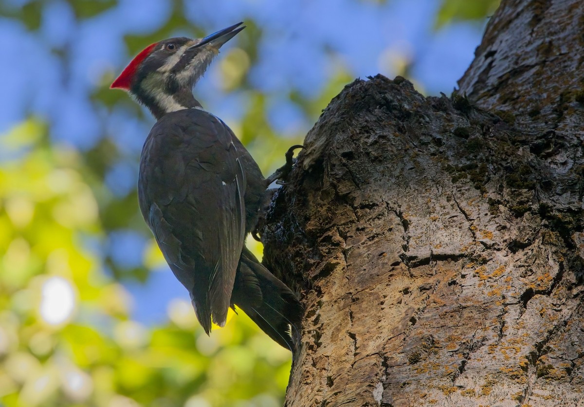 Pileated Woodpecker - ML619917030