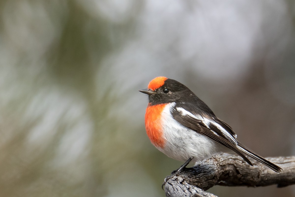 Red-capped Robin - ML619917031