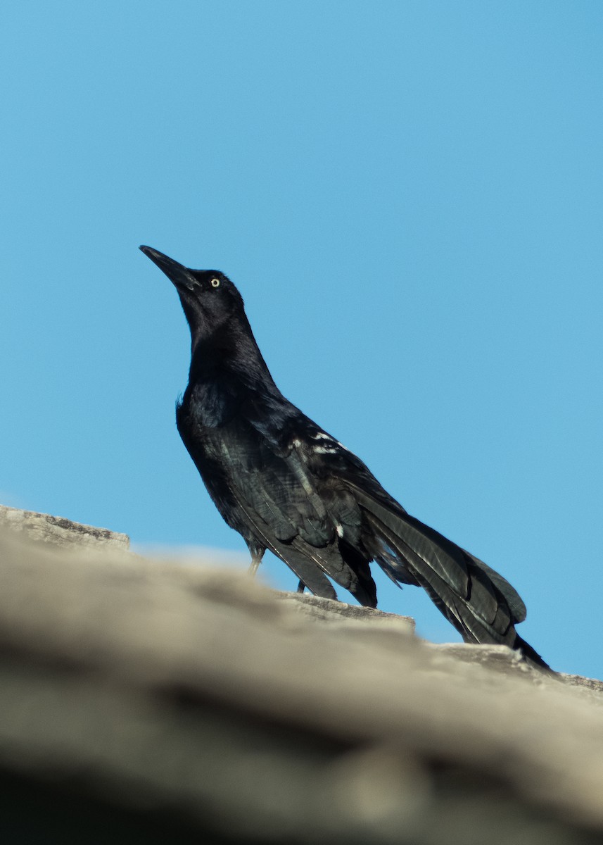 Great-tailed Grackle - ML619917040