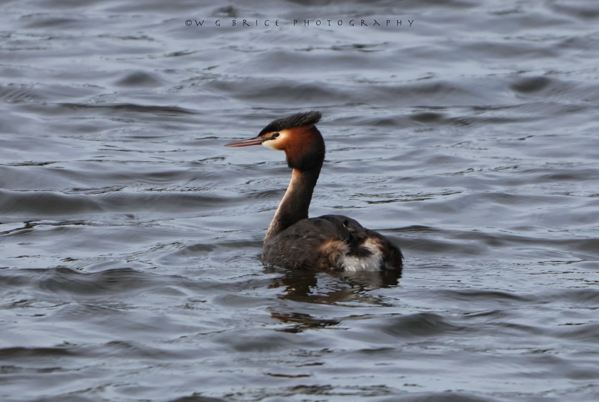 Great Crested Grebe - ML619917043