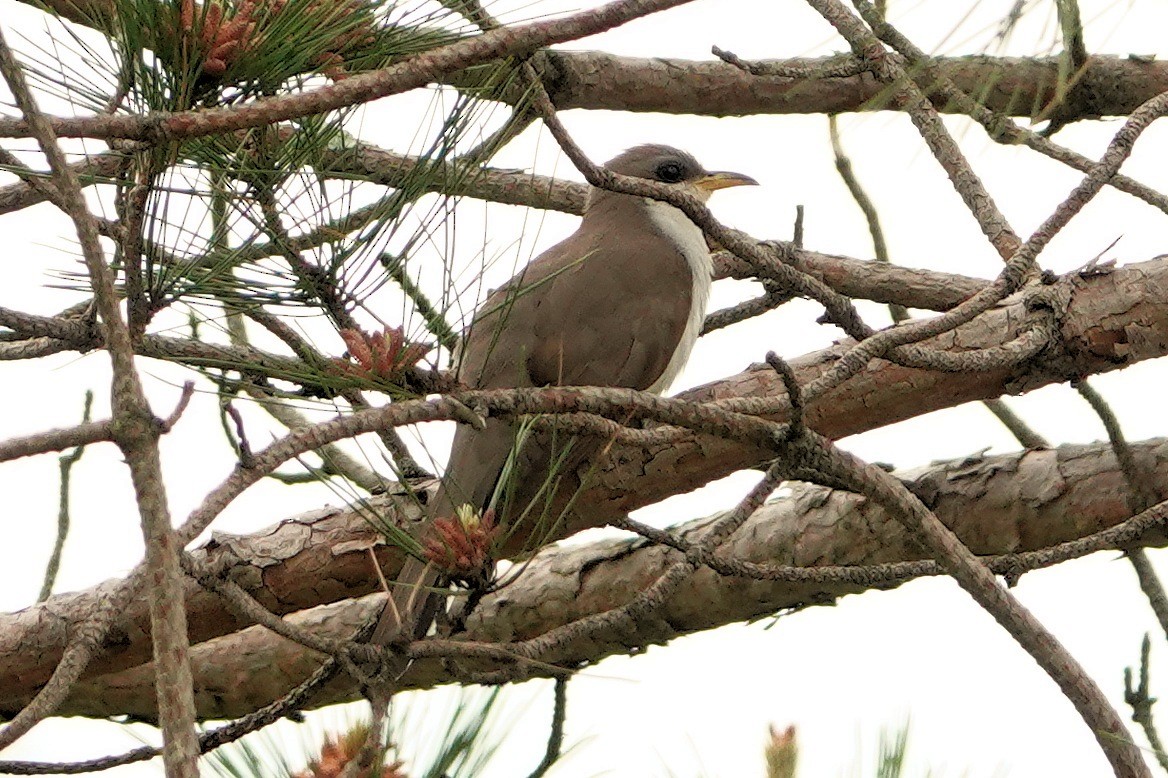 Yellow-billed Cuckoo - ML619917046