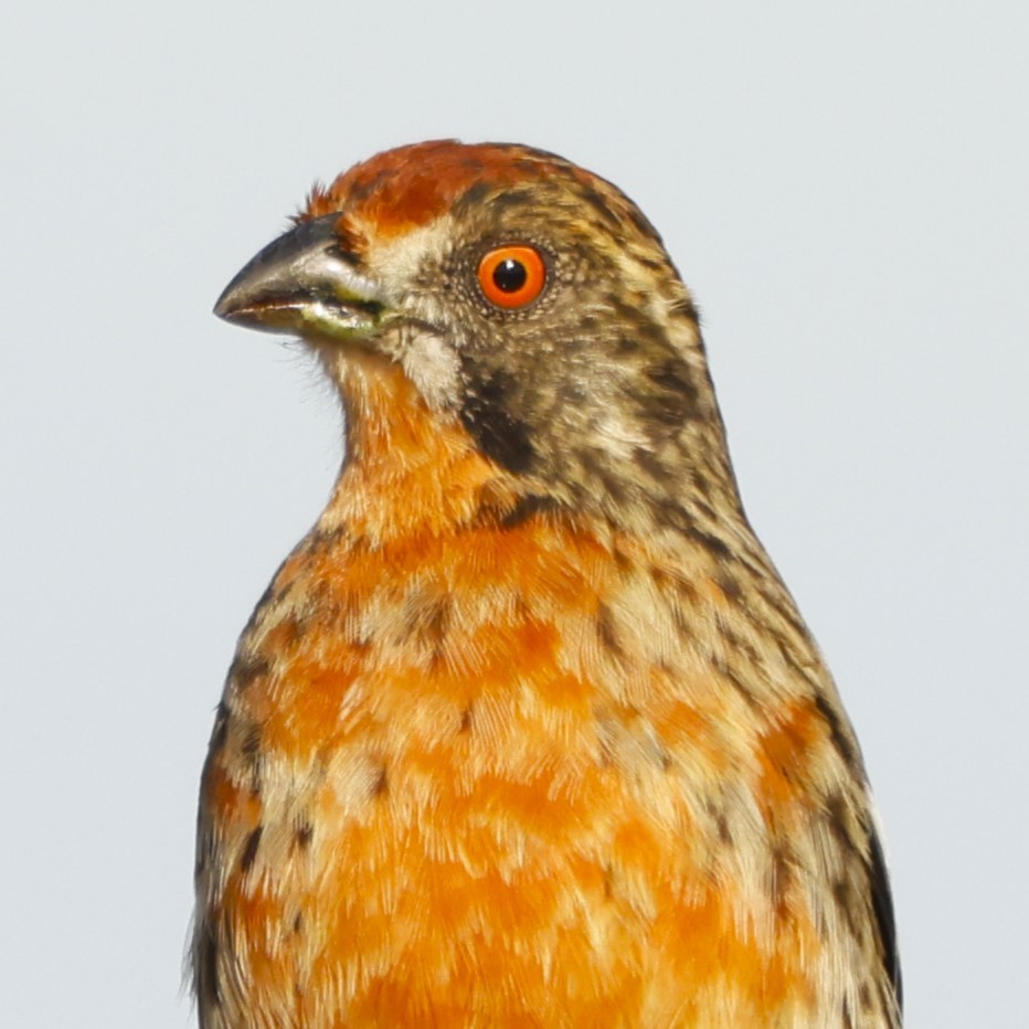 Rufous-tailed Plantcutter - ML619917047