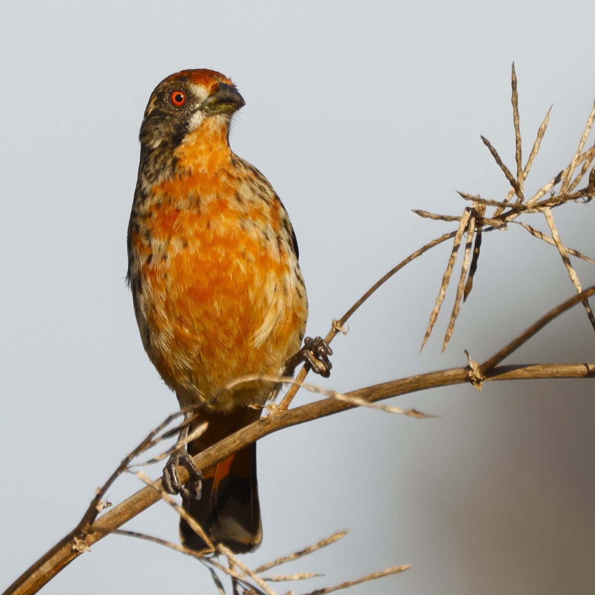 Rufous-tailed Plantcutter - ML619917049