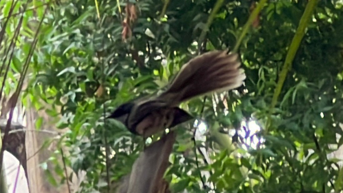 Spot-breasted Fantail - ML619917065