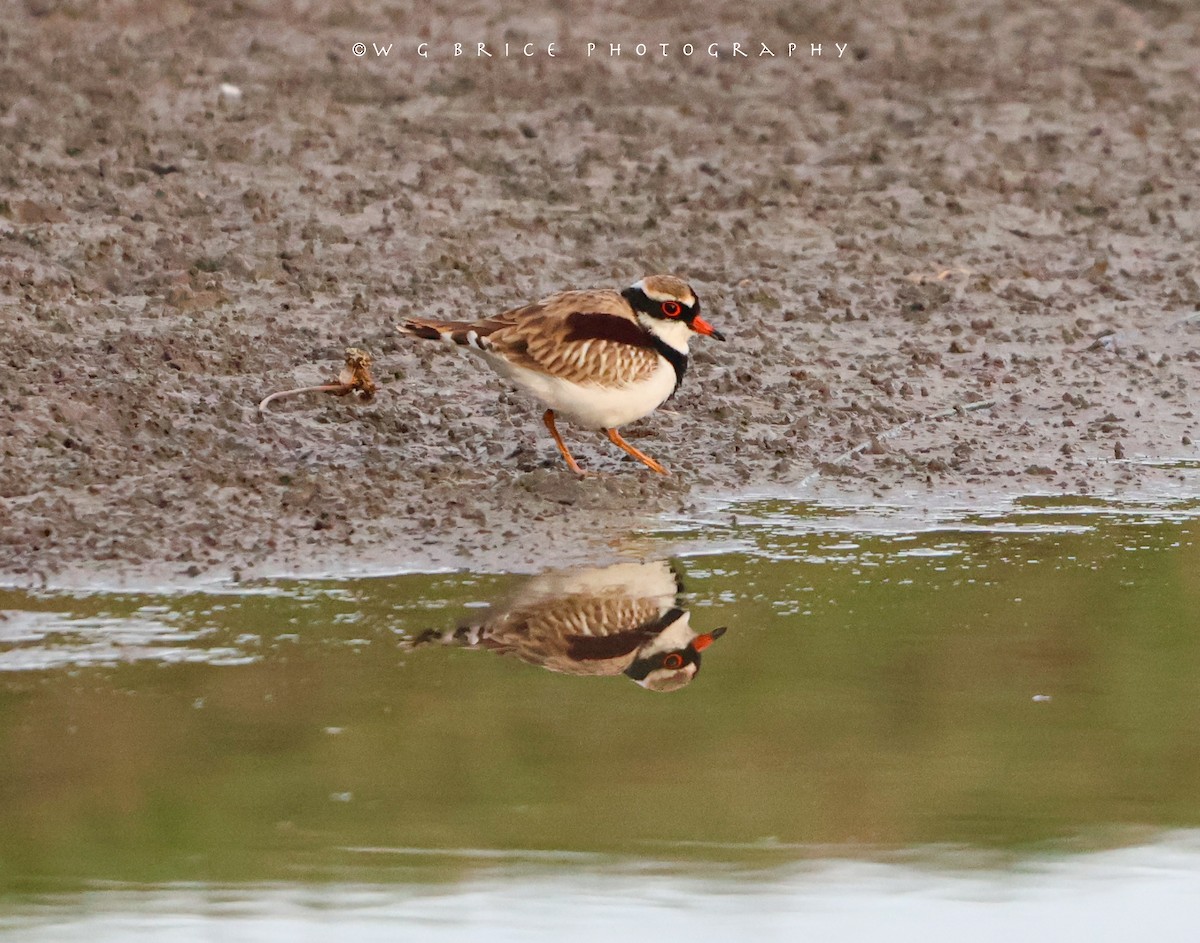 Black-fronted Dotterel - ML619917067