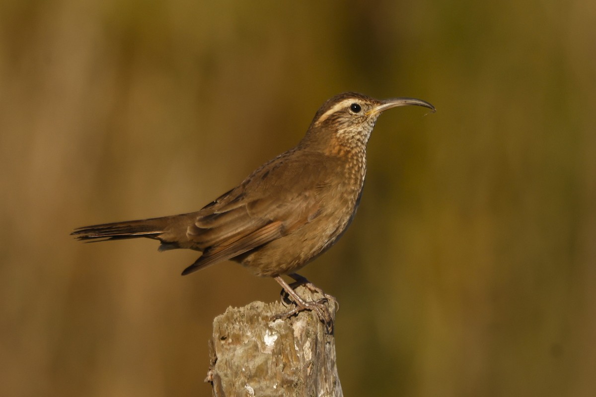 Patagonian Forest Earthcreeper - ML619917074