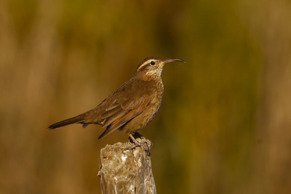 Patagonian Forest Earthcreeper - ML619917075