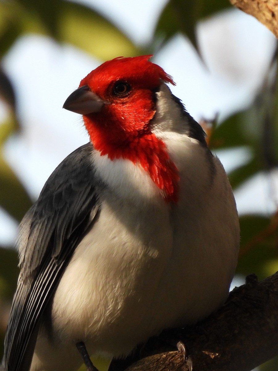 Red-crested Cardinal - ML619917082