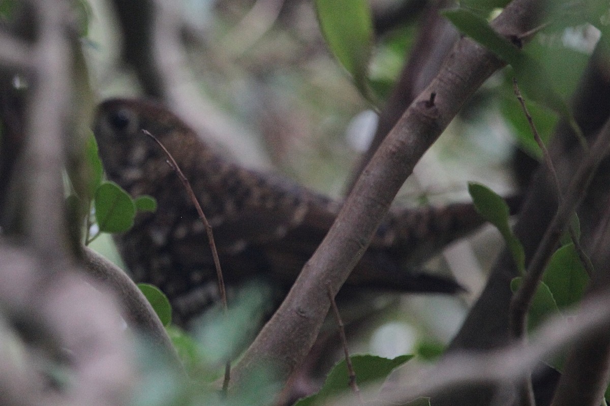 Bassian Thrush - Martyn Covey