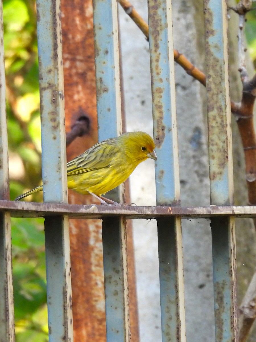 Saffron Finch - ML619917095