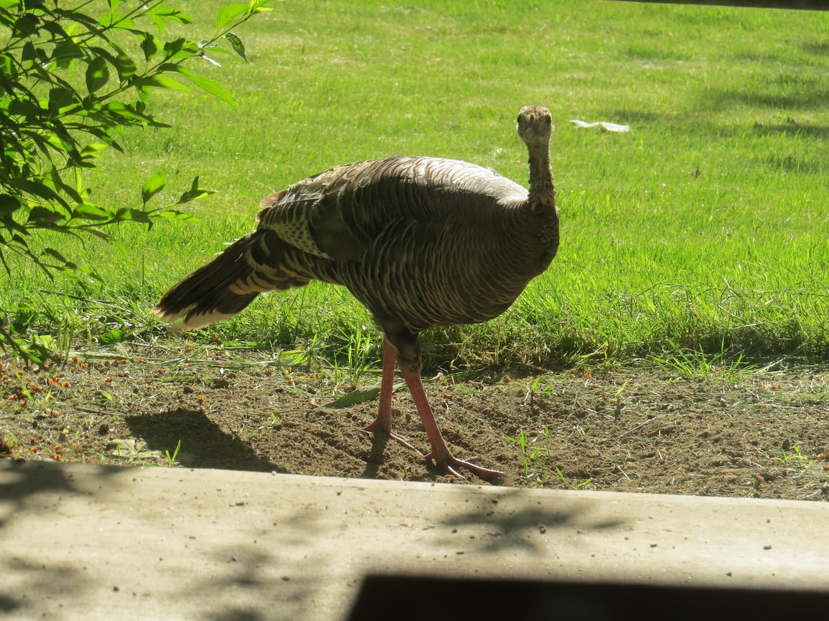 Wild Turkey - ML619917113