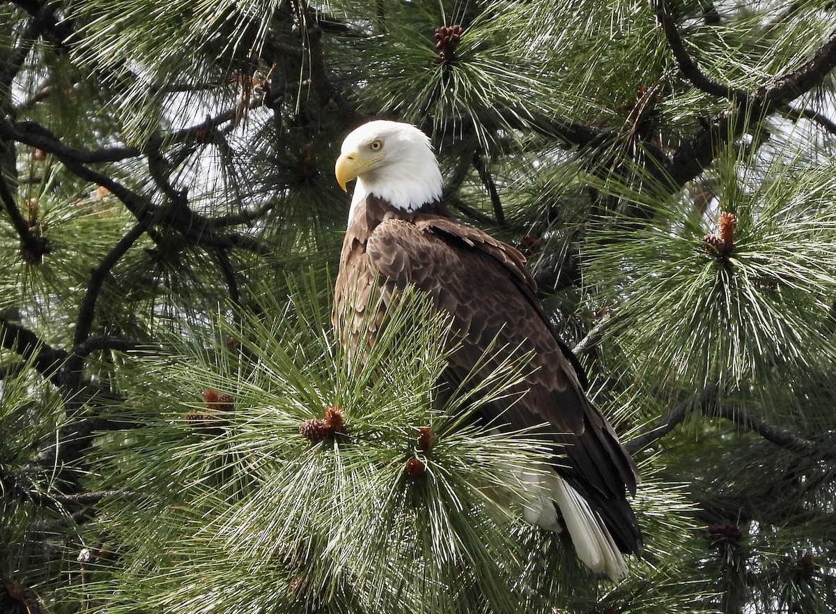 Bald Eagle - ML619917117