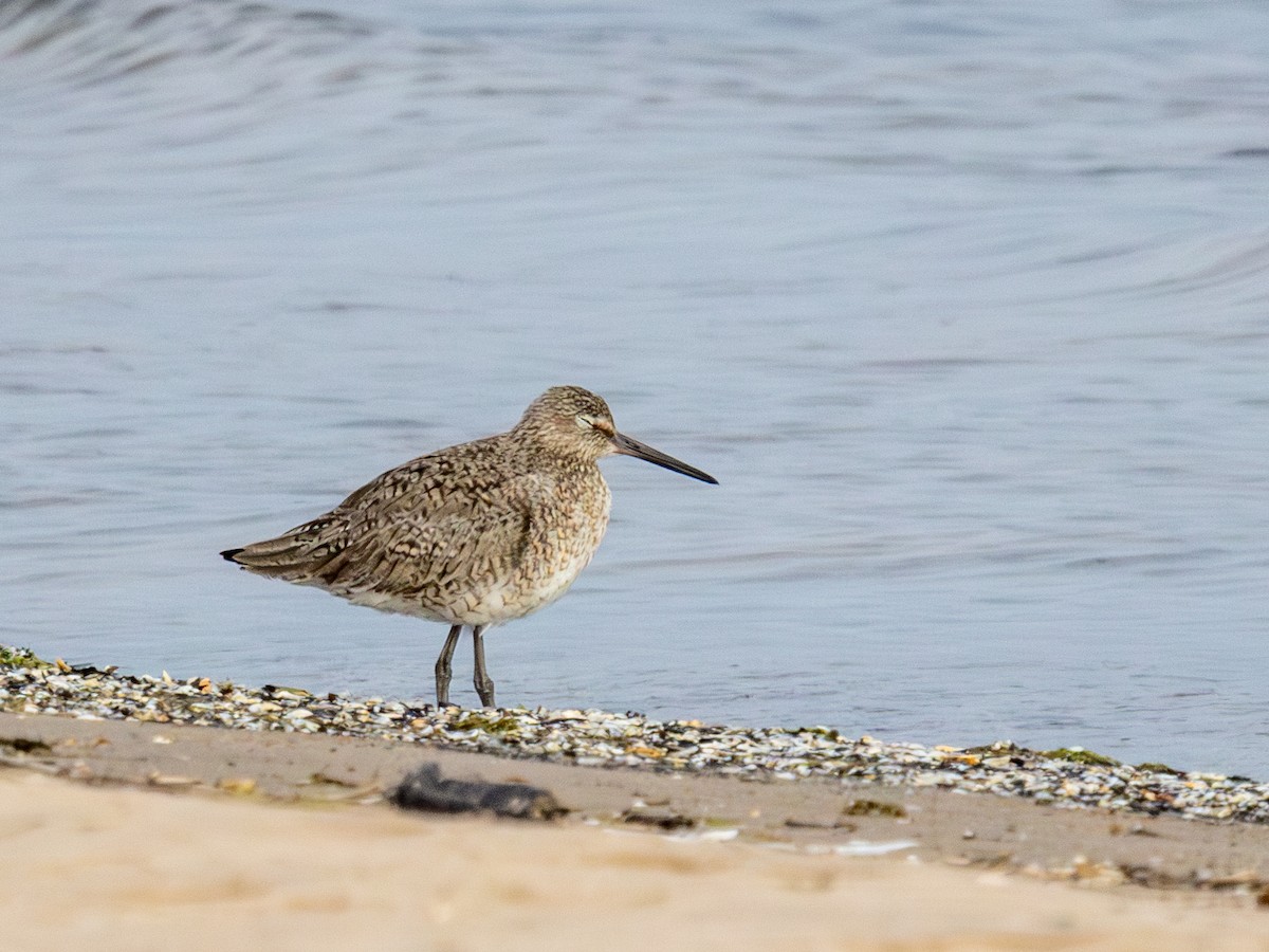 Willet - ML619917119