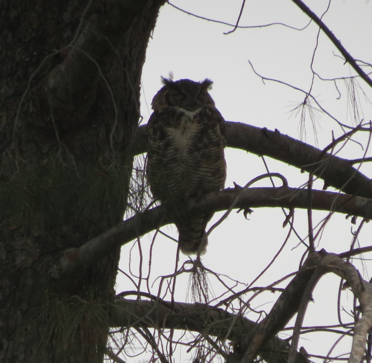 Great Horned Owl - ML619917122