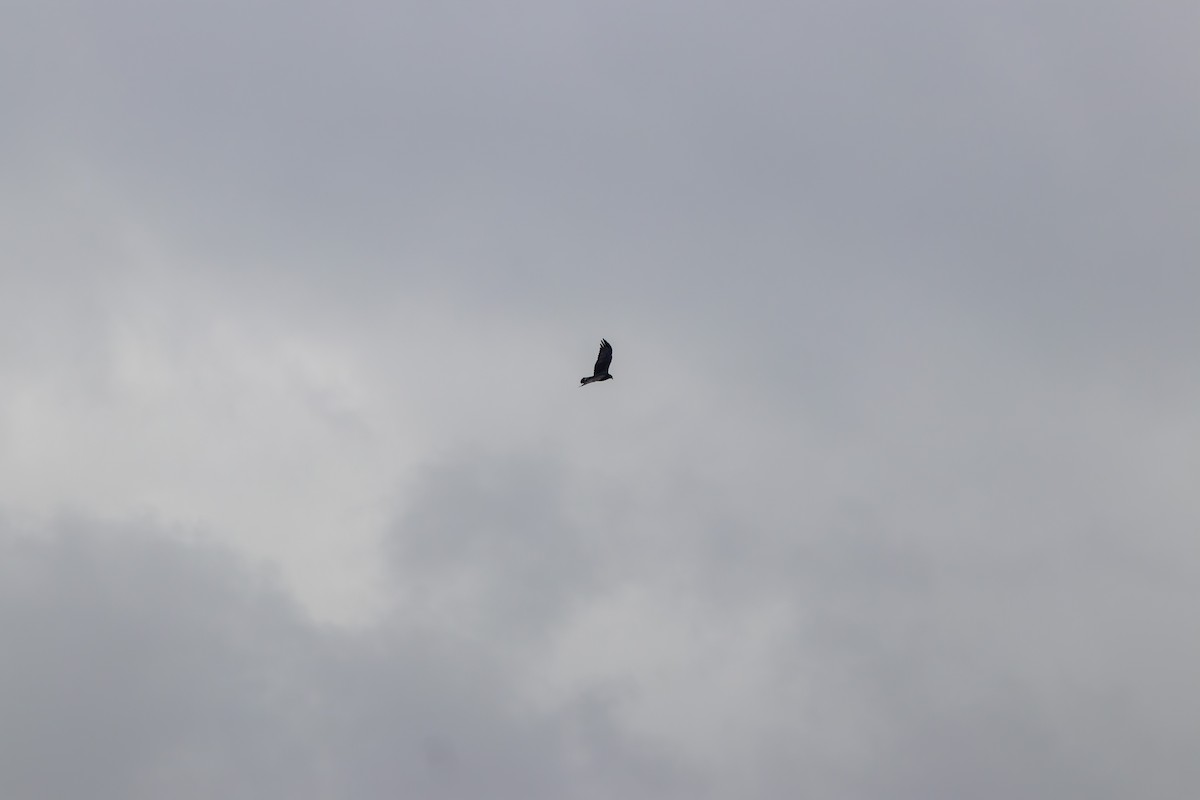Zone-tailed Hawk - ML619917137