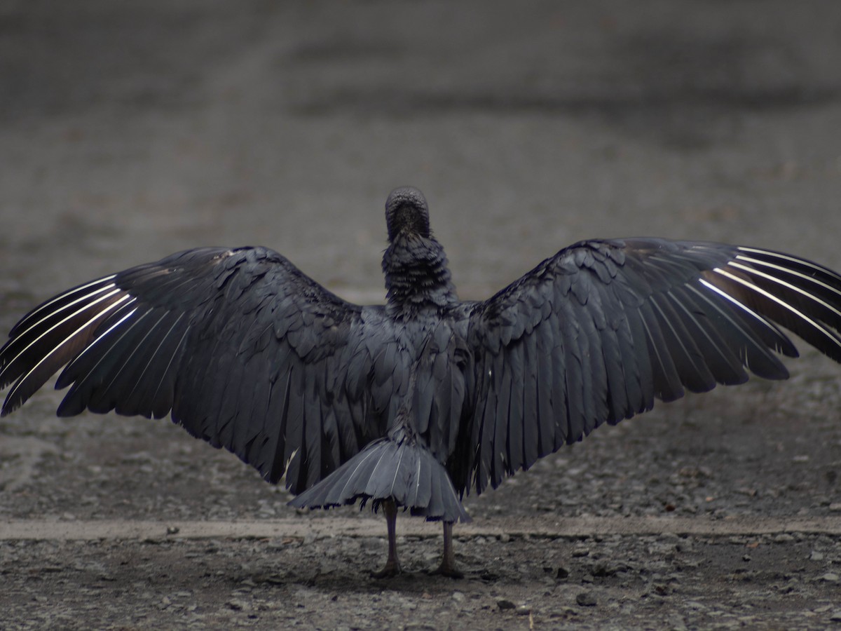 Black Vulture - ML619917140