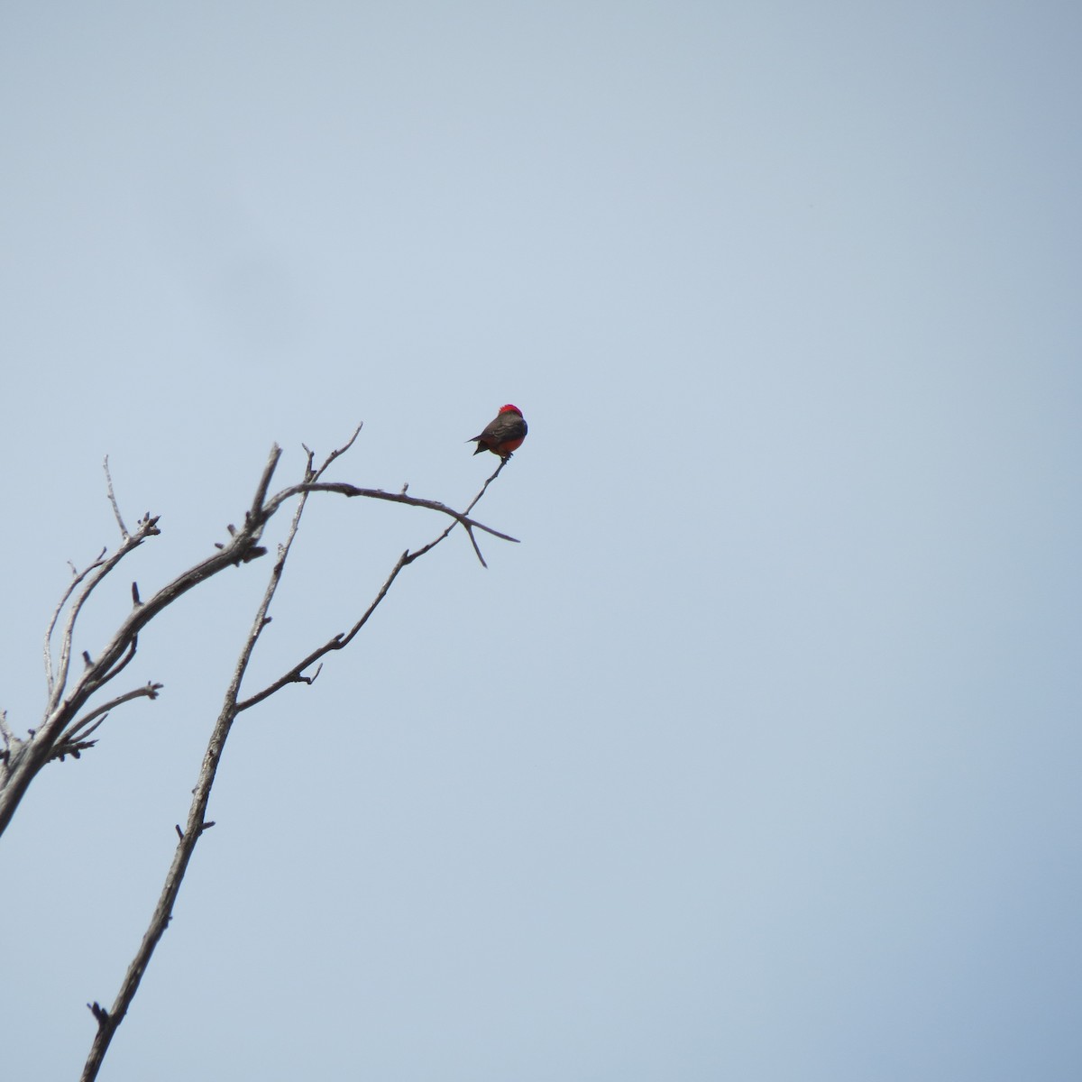 Vermilion Flycatcher - ML619917150