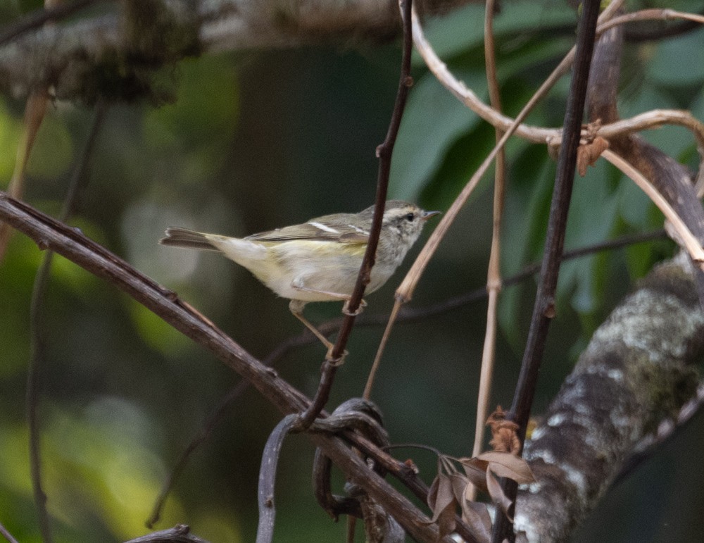 Yellow-browed Warbler - ML619917164