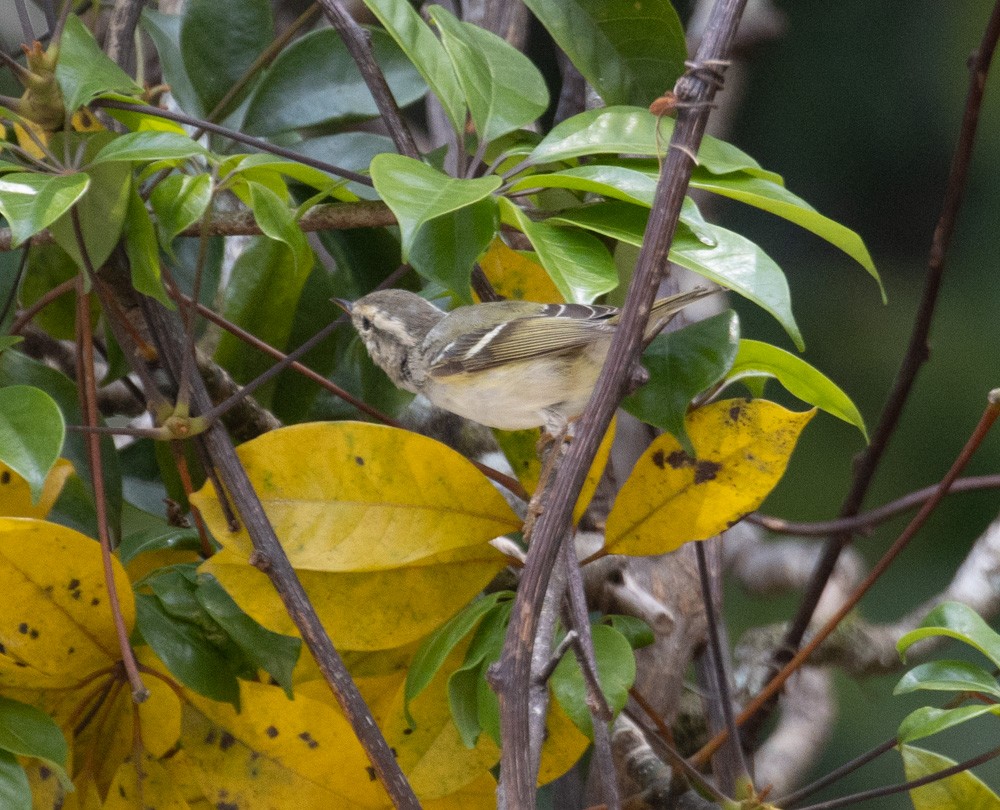Yellow-browed Warbler - ML619917166