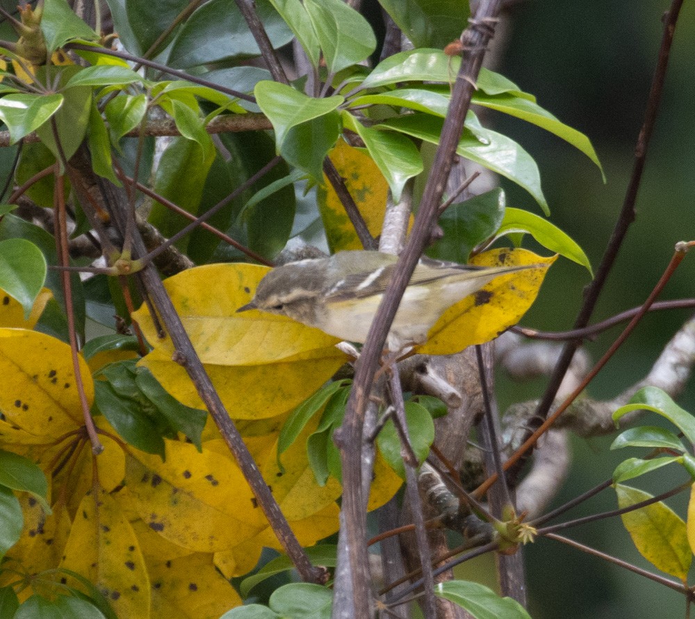 Yellow-browed Warbler - ML619917167