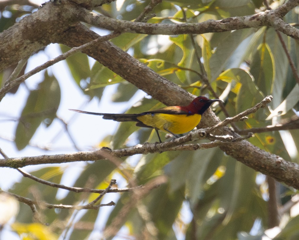 Mrs. Gould's Sunbird - ML619917177