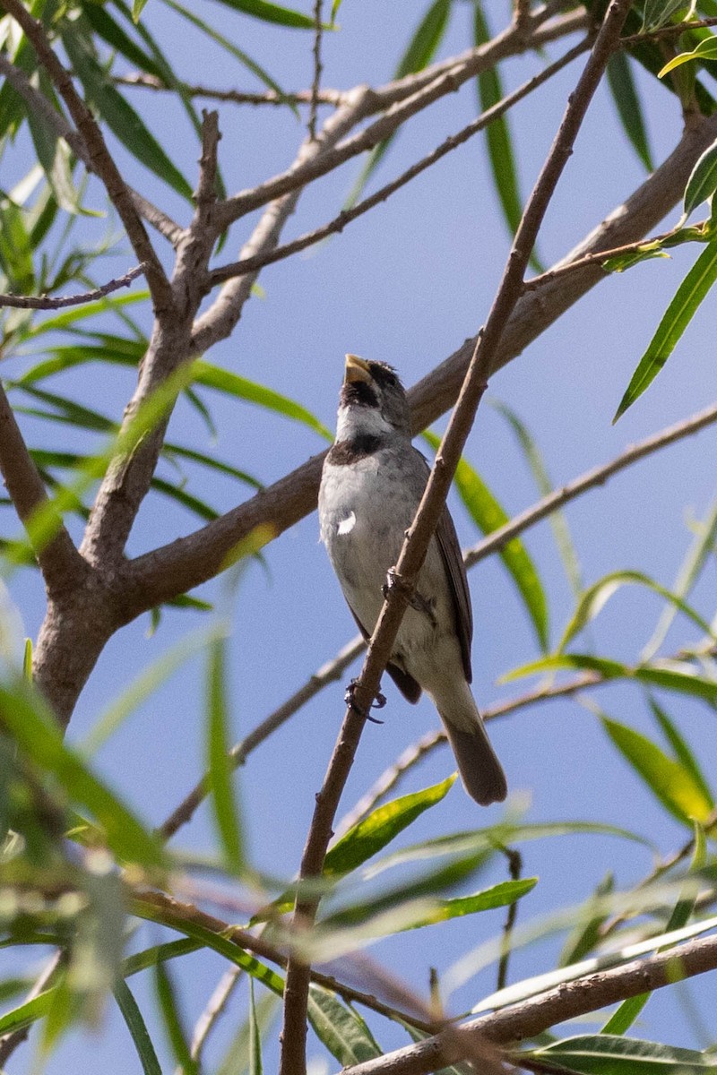Double-collared Seedeater - ML619917193