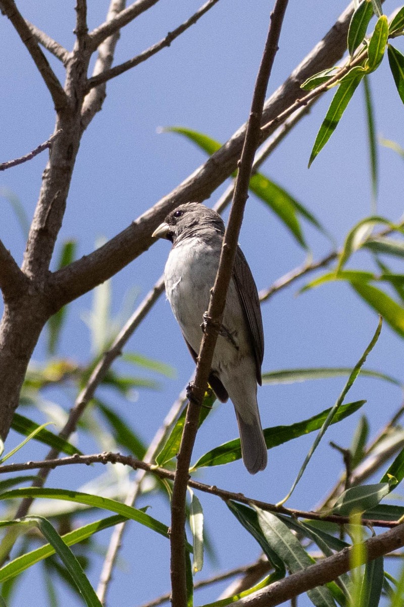 Double-collared Seedeater - ML619917194