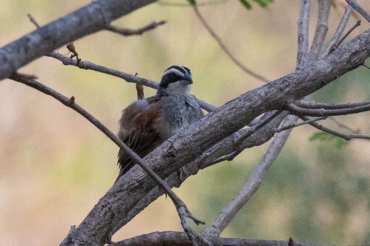 Stripe-headed Sparrow - Toby Ross