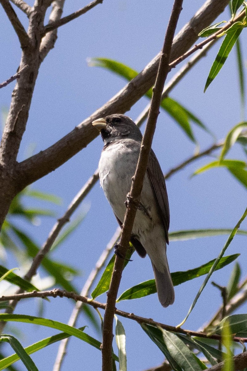 Double-collared Seedeater - ML619917198