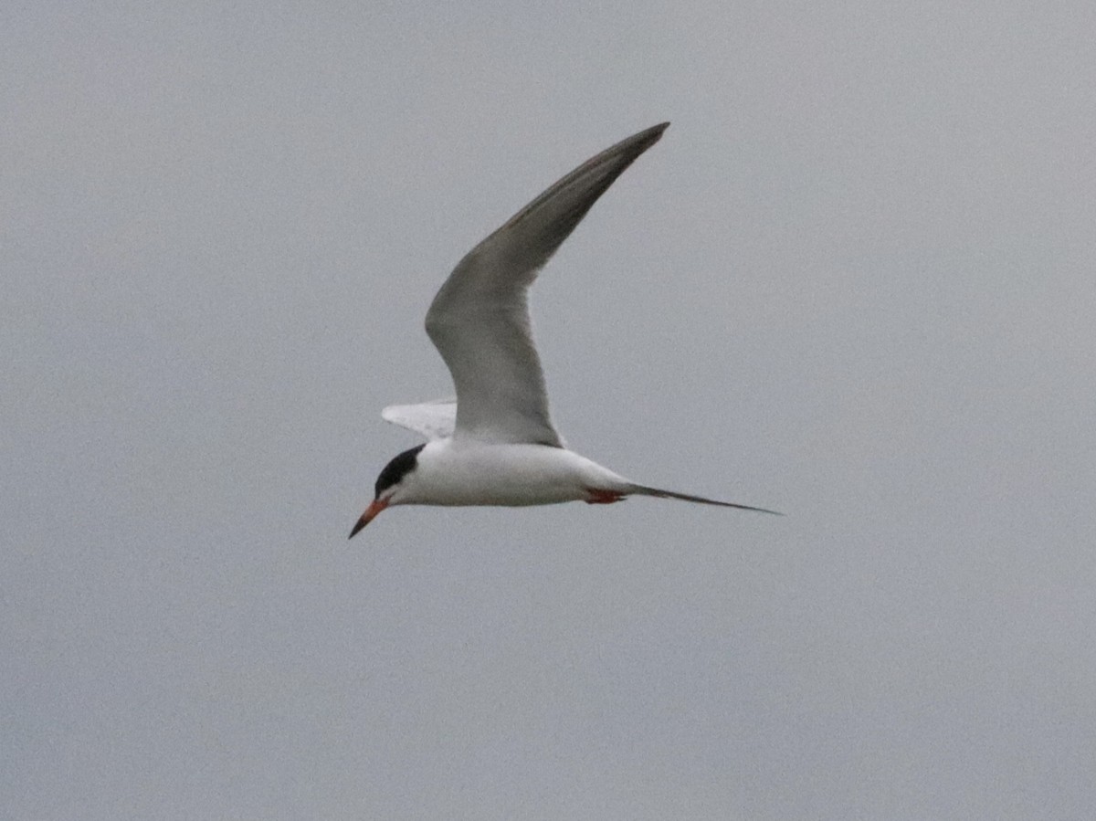 Forster's Tern - ML619917199