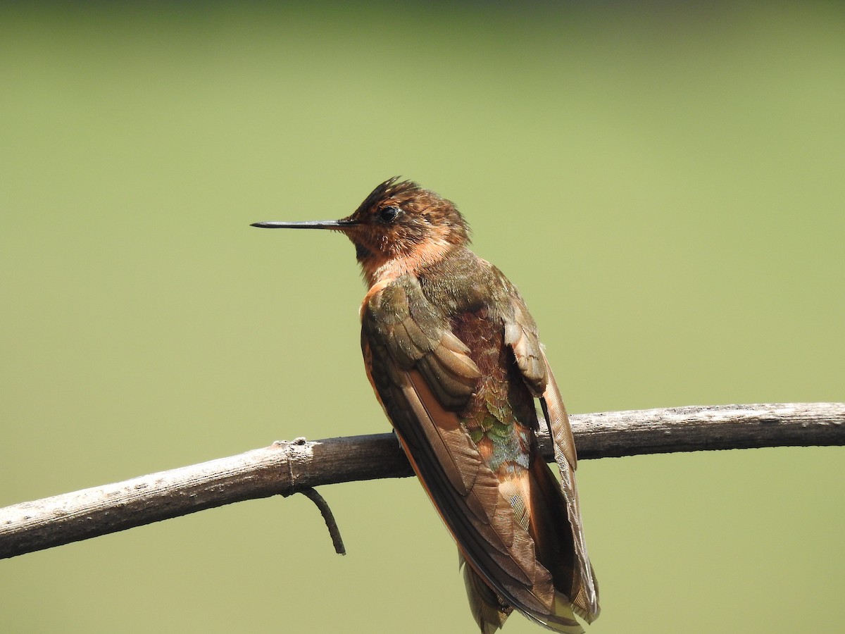 kolibřík duhovohřbetý - ML619917203