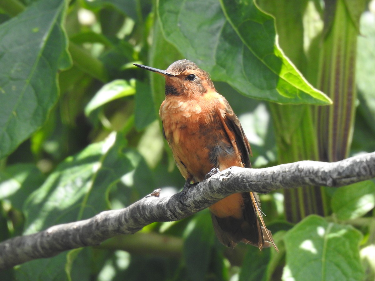 kolibřík duhovohřbetý - ML619917204