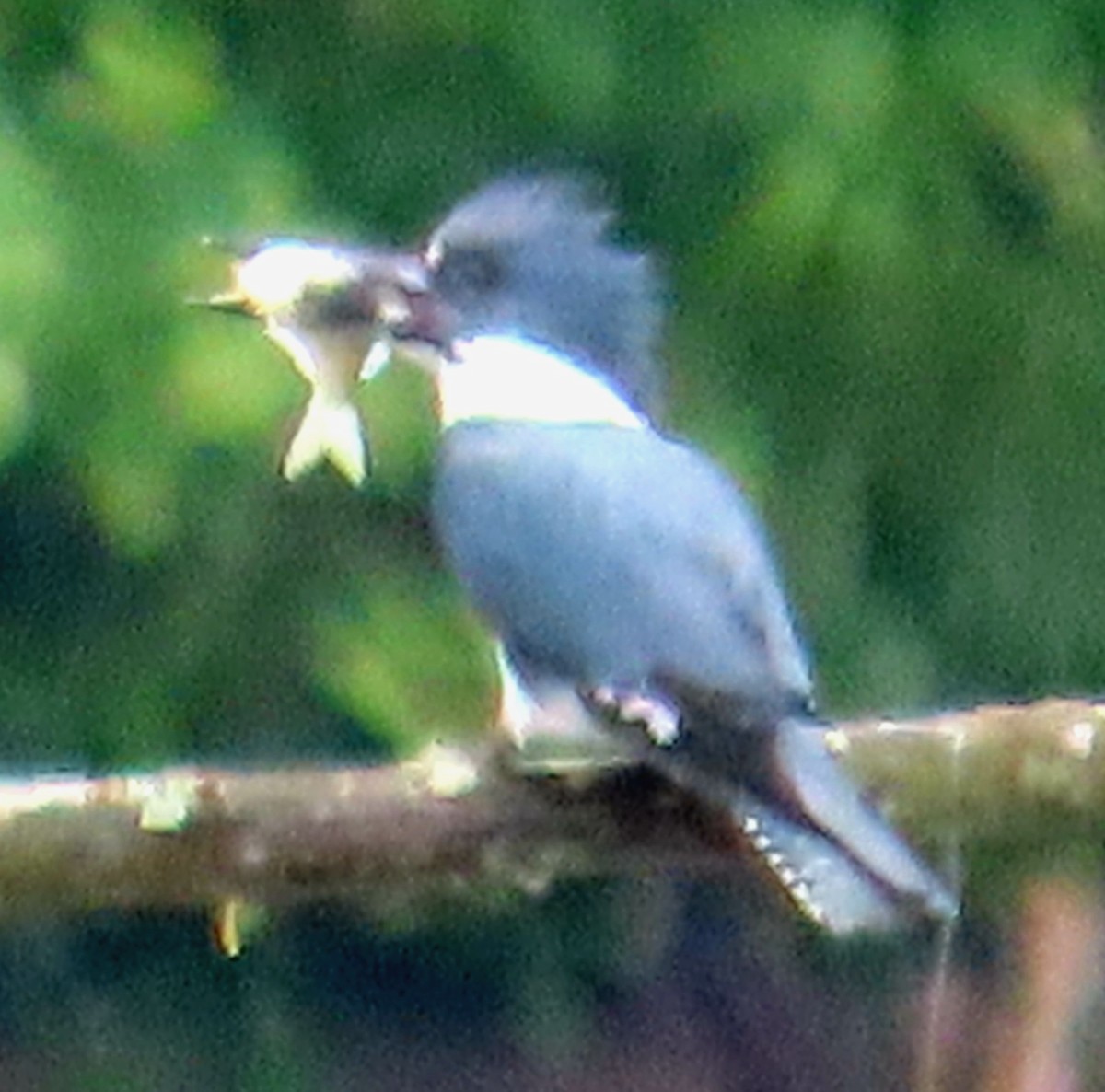 Belted Kingfisher - ML619917222