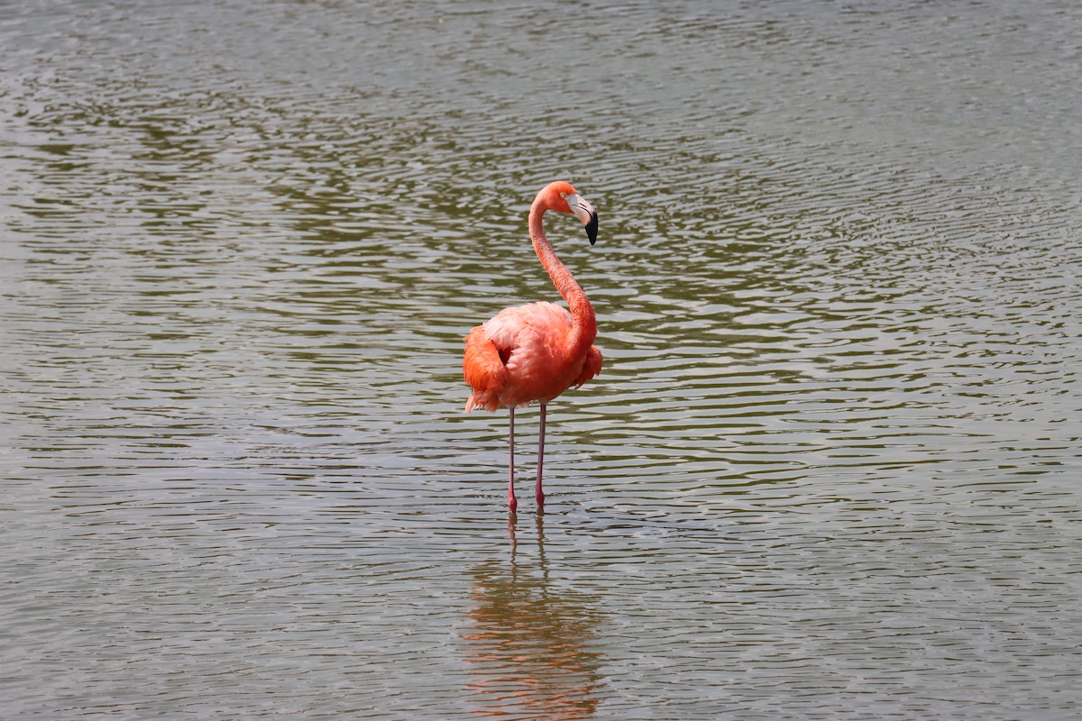 Amerika Flamingosu - ML619917224