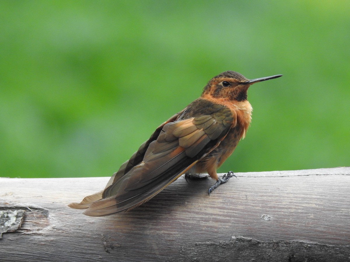 kolibřík duhovohřbetý - ML619917226