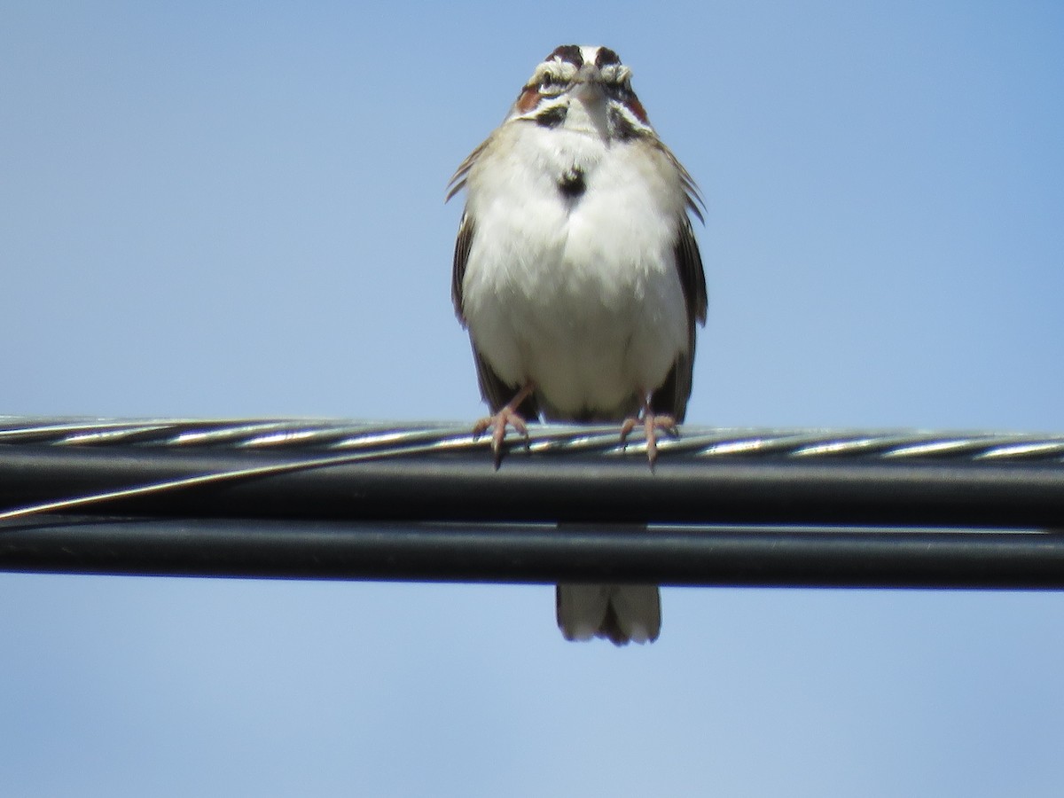 Lark Sparrow - ML619917234