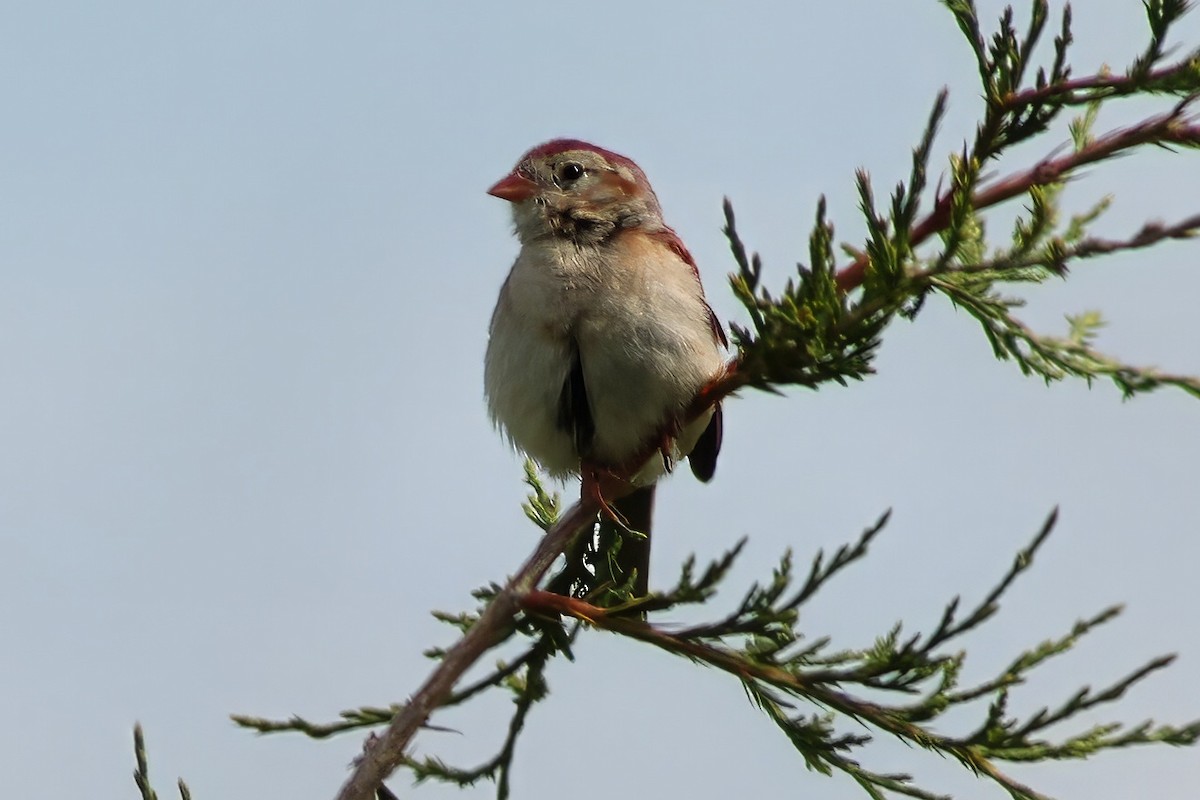 Field Sparrow - ML619917235