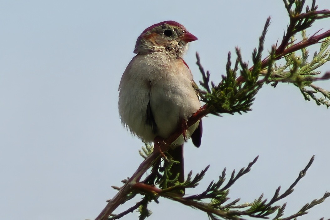Field Sparrow - ML619917236