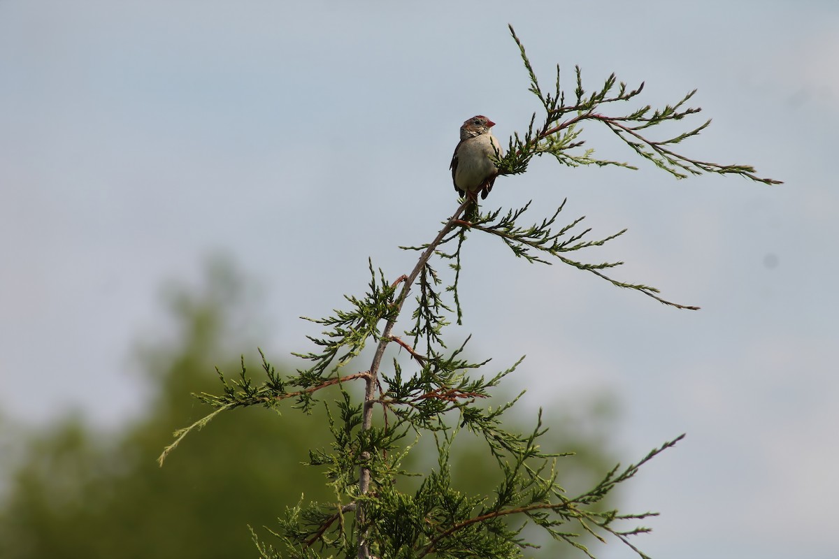 Field Sparrow - ML619917238