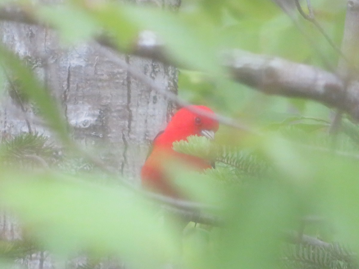 Scarlet Tanager - ML619917240