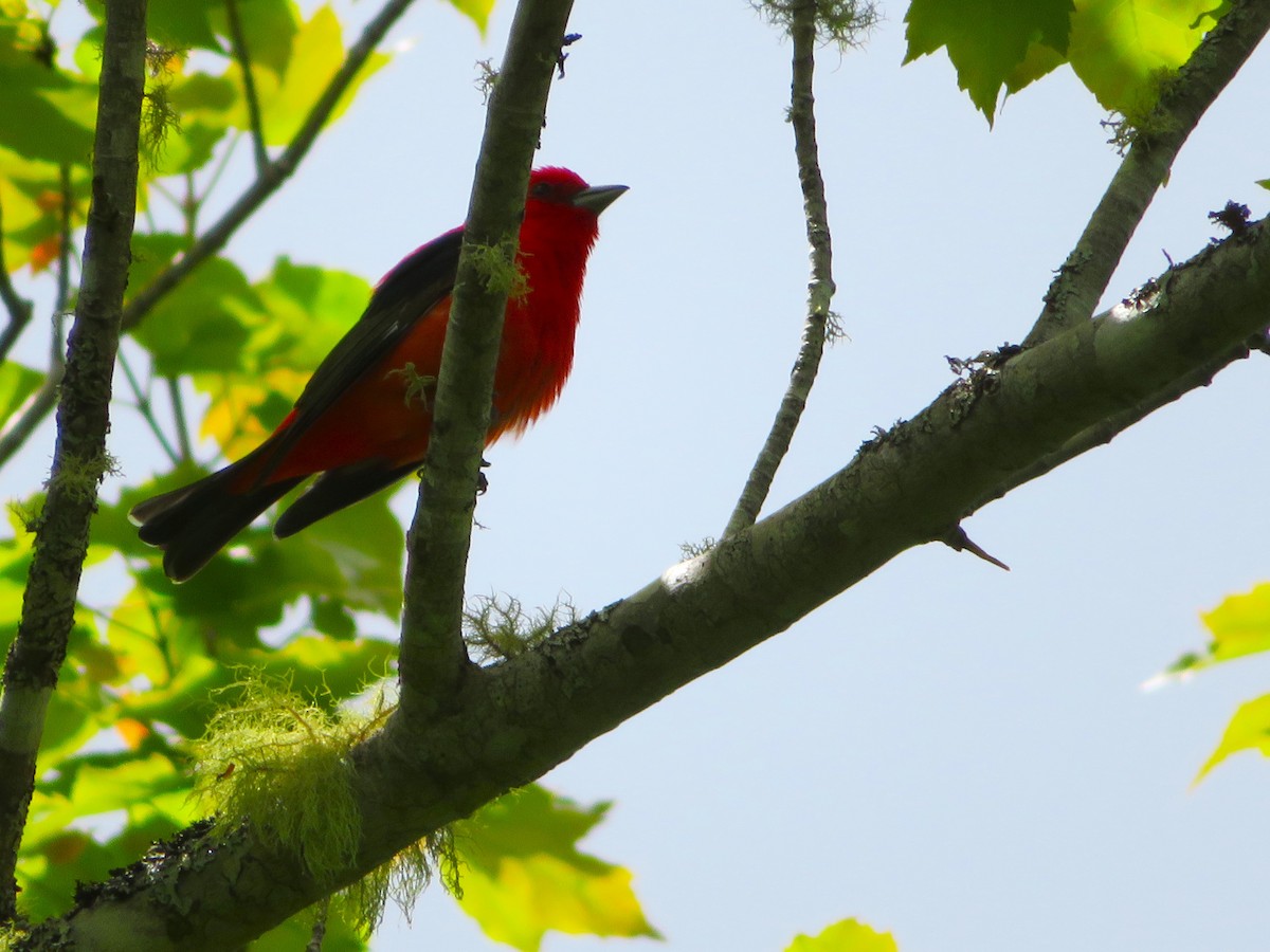 Scarlet Tanager - ML619917247