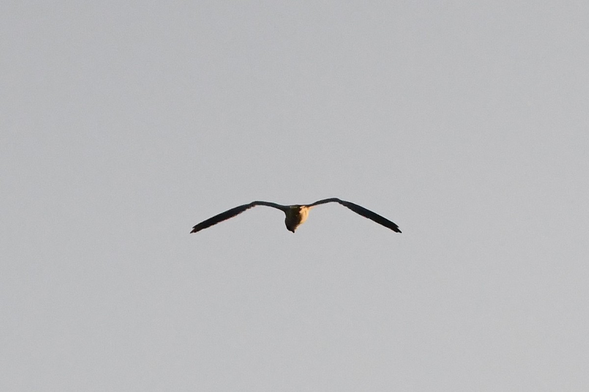 Black-shouldered Kite - ML619917248