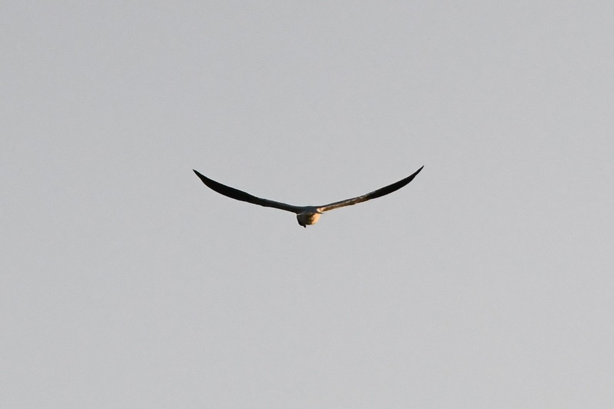 Black-shouldered Kite - ML619917251